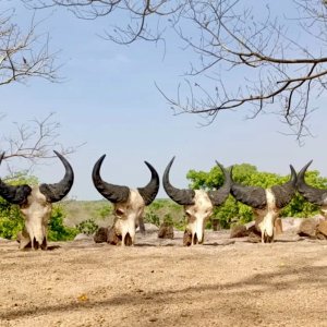 Western Buffalo Hunt Cameroon