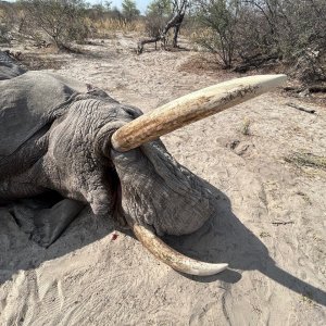 Elephant Hunt Botswana