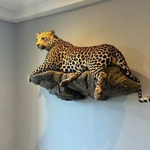 Leopard Full Mount Taxidermy