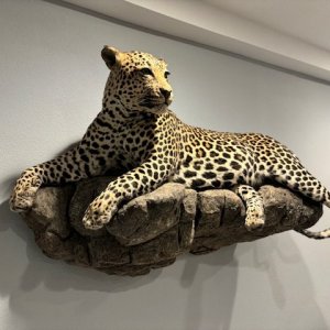 Leopard Full Mount Taxidermy