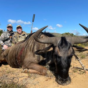 Blue Wildebeest Hunt Eastern Cape South Africa