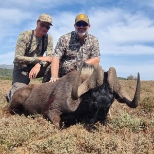 Black Wildebeest Hunt Eastern Cape South Africa