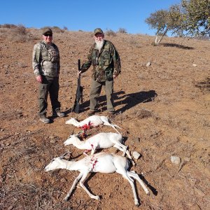 Springbok Cull Hunt Eastern Cape South Africa