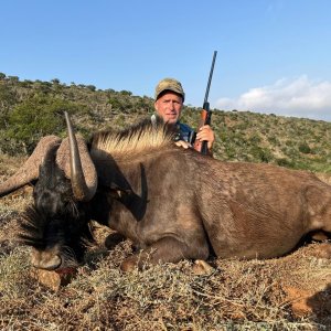 Black Wildebeest Hunt Eastern Cape South Africa