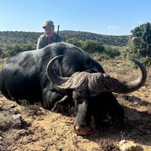 Buffalo Hunt Eastern Cape South Africa