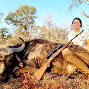 Buffalo Cow Hunt South Africa