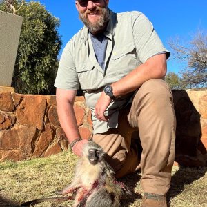 Vervet monkey, North West Province