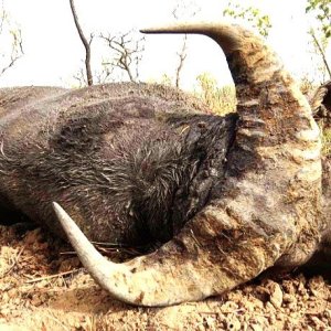 Western Buffalo Hunt Cameroon