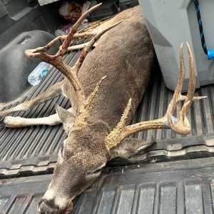 Whitetail Deer Hunt Texas