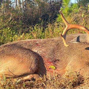 Whitetail Deer Hunt South Georgia