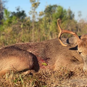 Whitetail Deer Hunt South Georgia