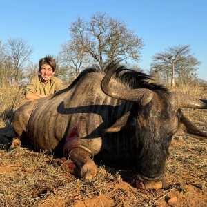 Blue Wildebeest Hunt Save Conservancy Zimbabwe