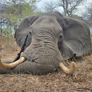 Media 'Elephant Hunt Bwabwata West Concession Namibia' in category 'Hunting Africa'