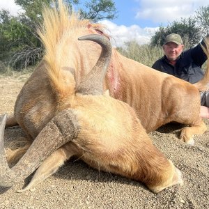 Golden Wildebeest Hunt Eastern Cape South Africa