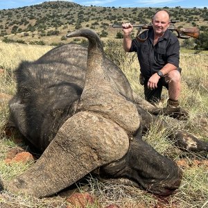 Buffalo Hunt Eastern Cape South Africa