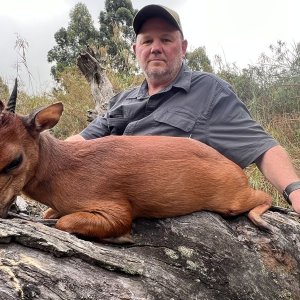 Red Duiker Hunt Eastern Cape South Africa