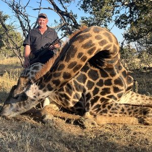 Giraffe Hunt Eastern Cape South Africa