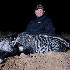 African Civet Hunt Eastern Cape South Africa