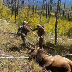 Elk Hunt Colorado