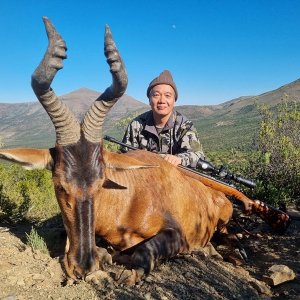 Red Hartebeest Hunting Eastern Cape South Africa