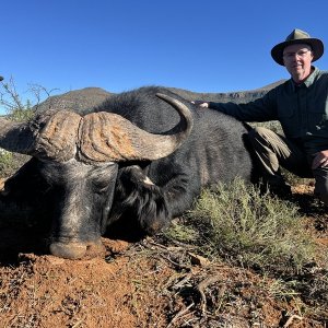 Buffalo Hunting Eastern Cape South Africa