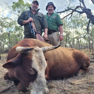 Media 'Banteng Hunting Australia' in category 'Hunting Worldwide'