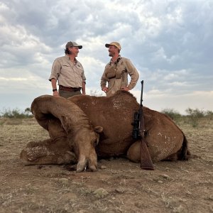 Camel Hunting Australia