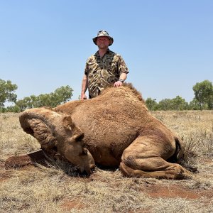 Camel Hunting Australia