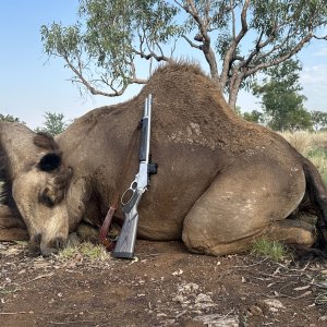 Camel Hunting Australia