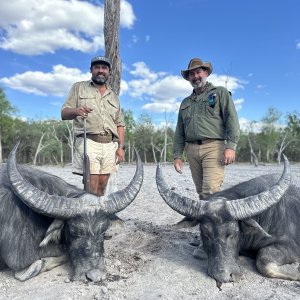 Water Buffalo Hunting Australia