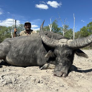 Water Buffalo Hunting Australia