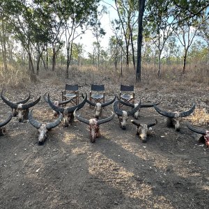 Trophy Hunting Australia