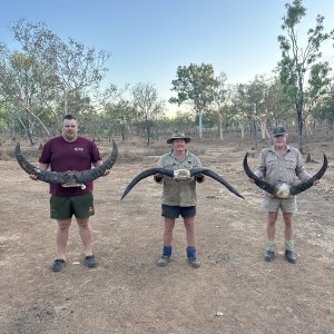 Water Buffalo Hunting Australia