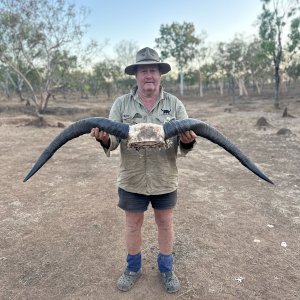 Water Buffalo Hunting Australia