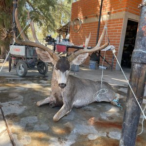 Mule Deer Hunt Mexico