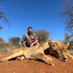 Lioness Hunt South Africa