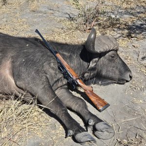 Buffalo Hunt Namibia