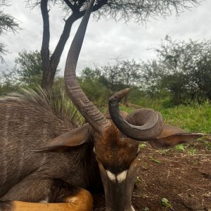 Unusual Nyala