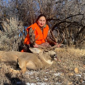 Deer Hunt Colorado