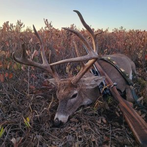 Whitetail Deer Hunting Texas