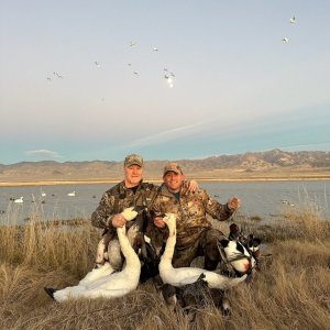 Swan Hunt Nevada