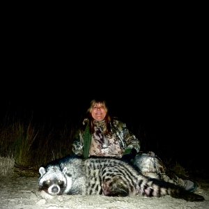 African Civet Hunt South Africa