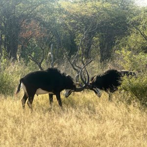 Sable  Mozambique