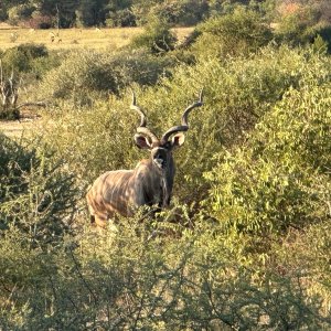 Kudu  Mozambique