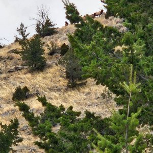 Elk Herd