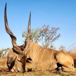 51 Inch Lord Derby Eland Hunt Cameroon