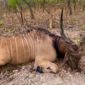 Lord Derby Eland Hunt Cameroon