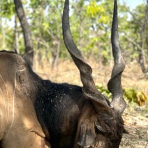 Lord Derby Eland Hunt Cameroon