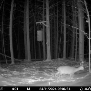 Roe Deer Trail Camera