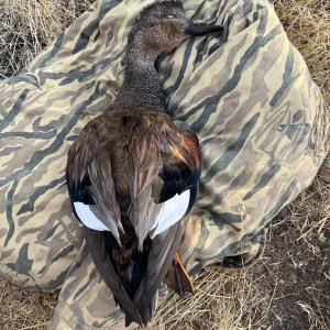 Gadwell Drake Duck Hunt Utah